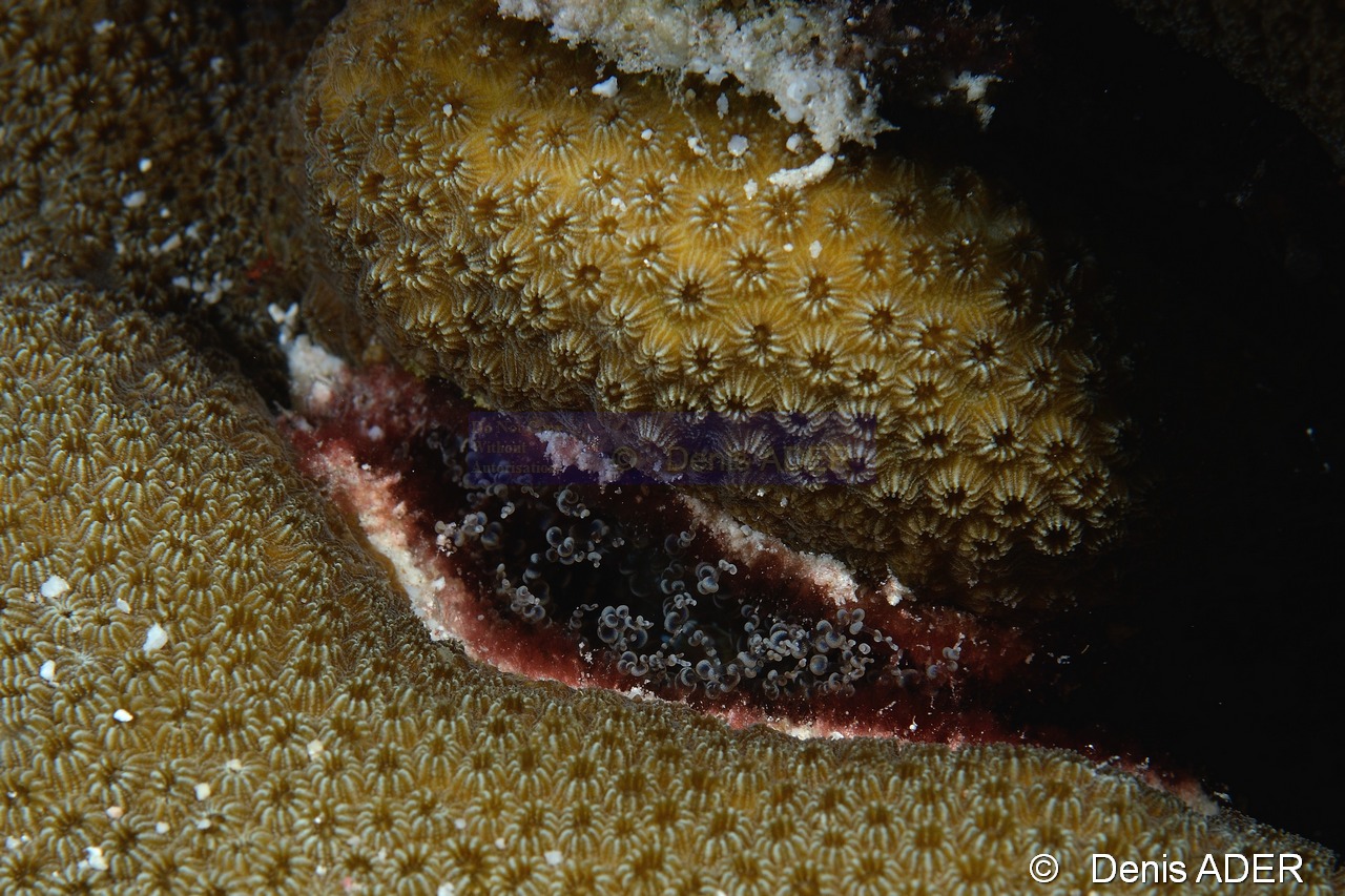 Ragactis lucida-Orbicella Montastraea annularis Bonaire Buddy Reef-12m-20180218nuit-Denis-ADER-DSC_6377_tn.jpg